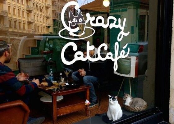crazy cat cafe
