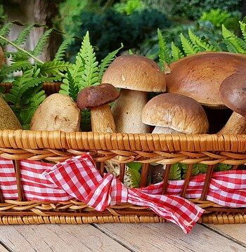 5 ricette facili e veloci con i funghi