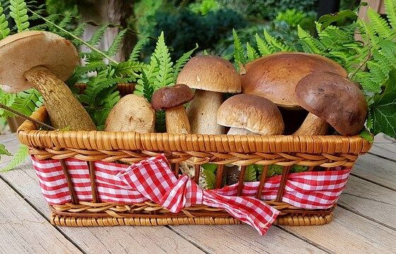 5 ricette facili e veloci con i funghi