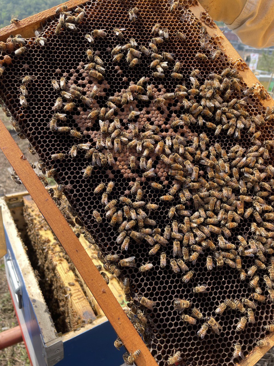 Sì possono davvero allevare le api in città? 