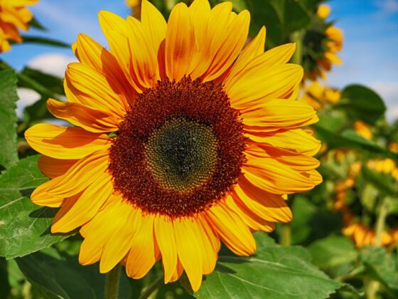 esplorare i campi di girasoli più belli in Europa