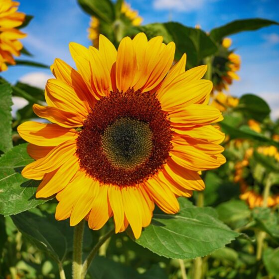 esplorare i campi di girasoli più belli in Europa