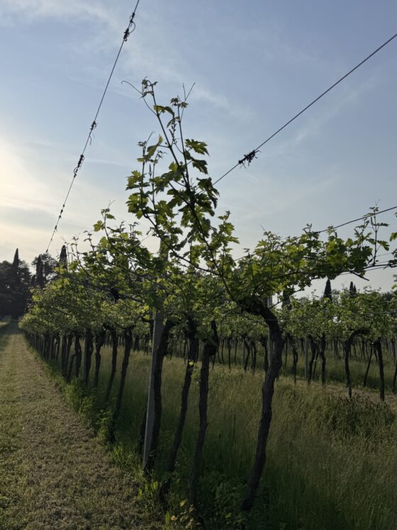 La Pesenata tra vigne biodiversita e vino naturale sulle colline del Lago di Garda 19