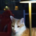 Dr.Cat Pet Lounge Bistrot 1