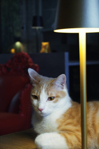 Dr.Cat Pet Lounge Bistrot: il bistrot per chi ama i gatti (e il buon cibo) a Brescia Dr.Cat Pet Lounge Bistrot: il bistrot per chi ama i gatti (e il buon cibo) a Brescia