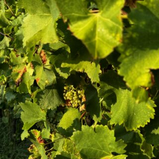 Tenuta Gambalonga 4
