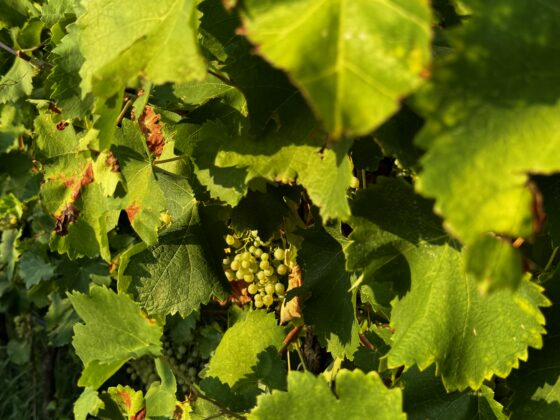 Tenuta Gambalonga 4