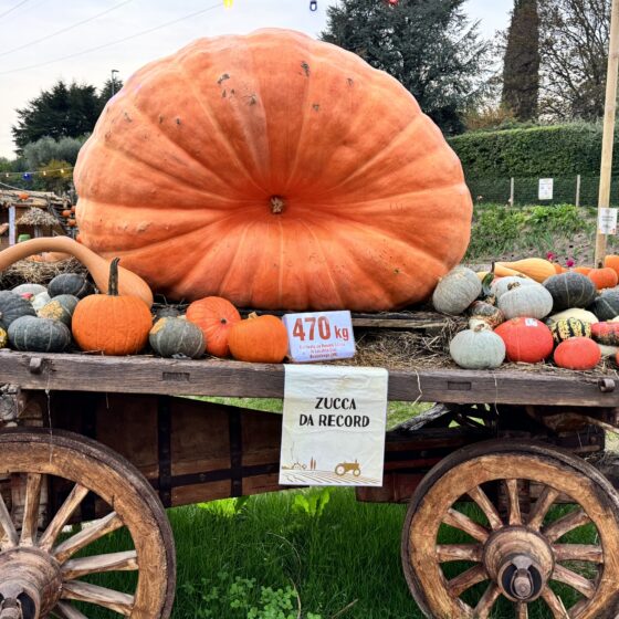 campi di zucche in Veneto 5