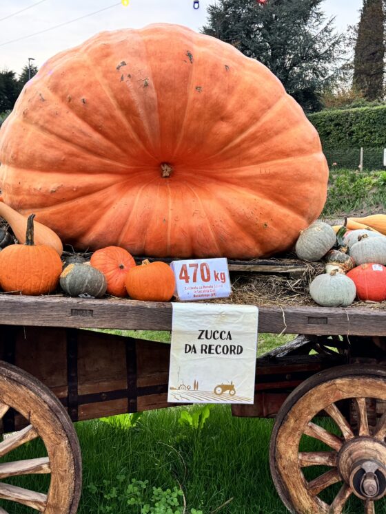 campi di zucche in Veneto 5