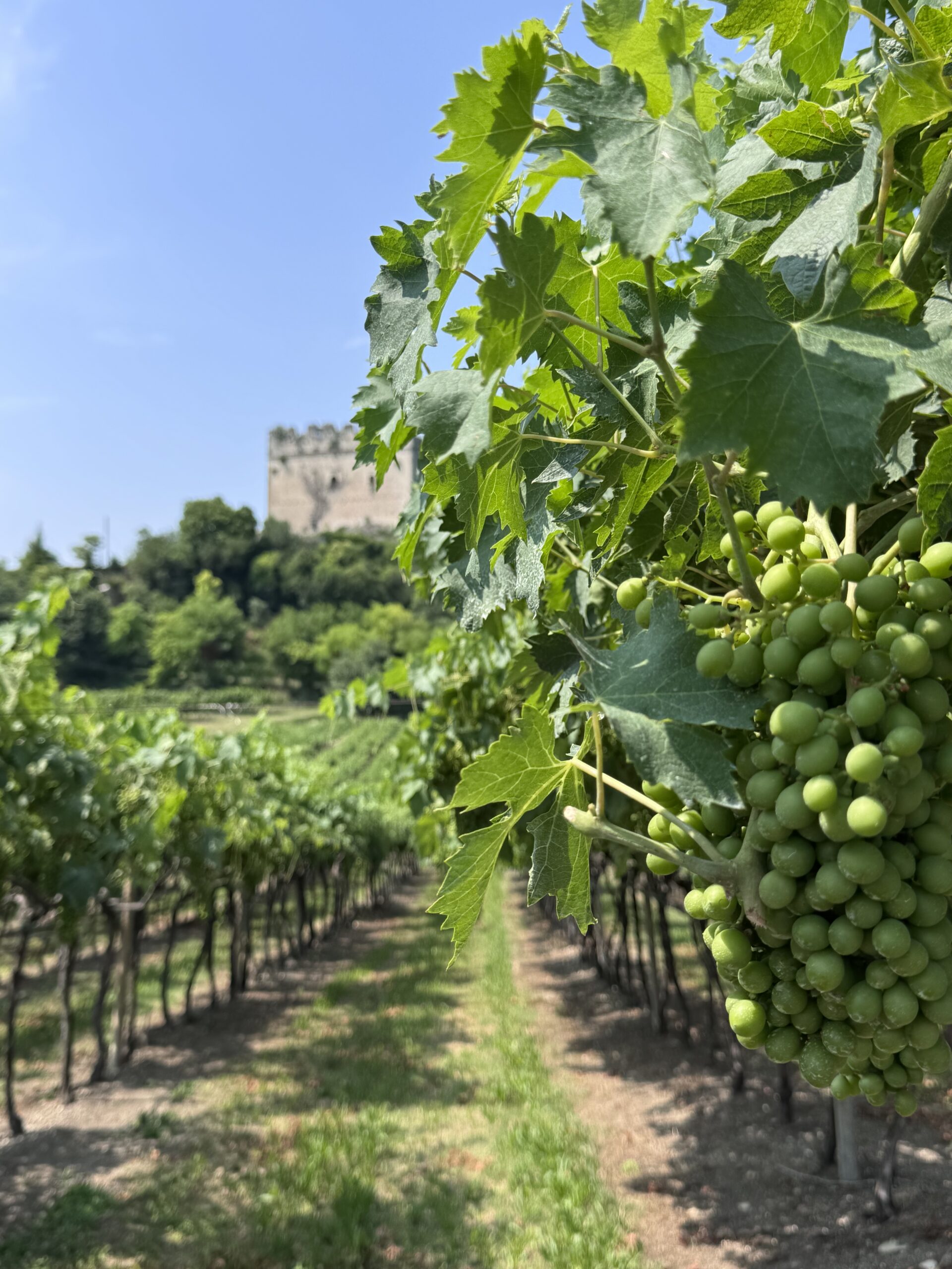 cantina sabaini storia eleganza e degustazione vini nella val d8217illasi