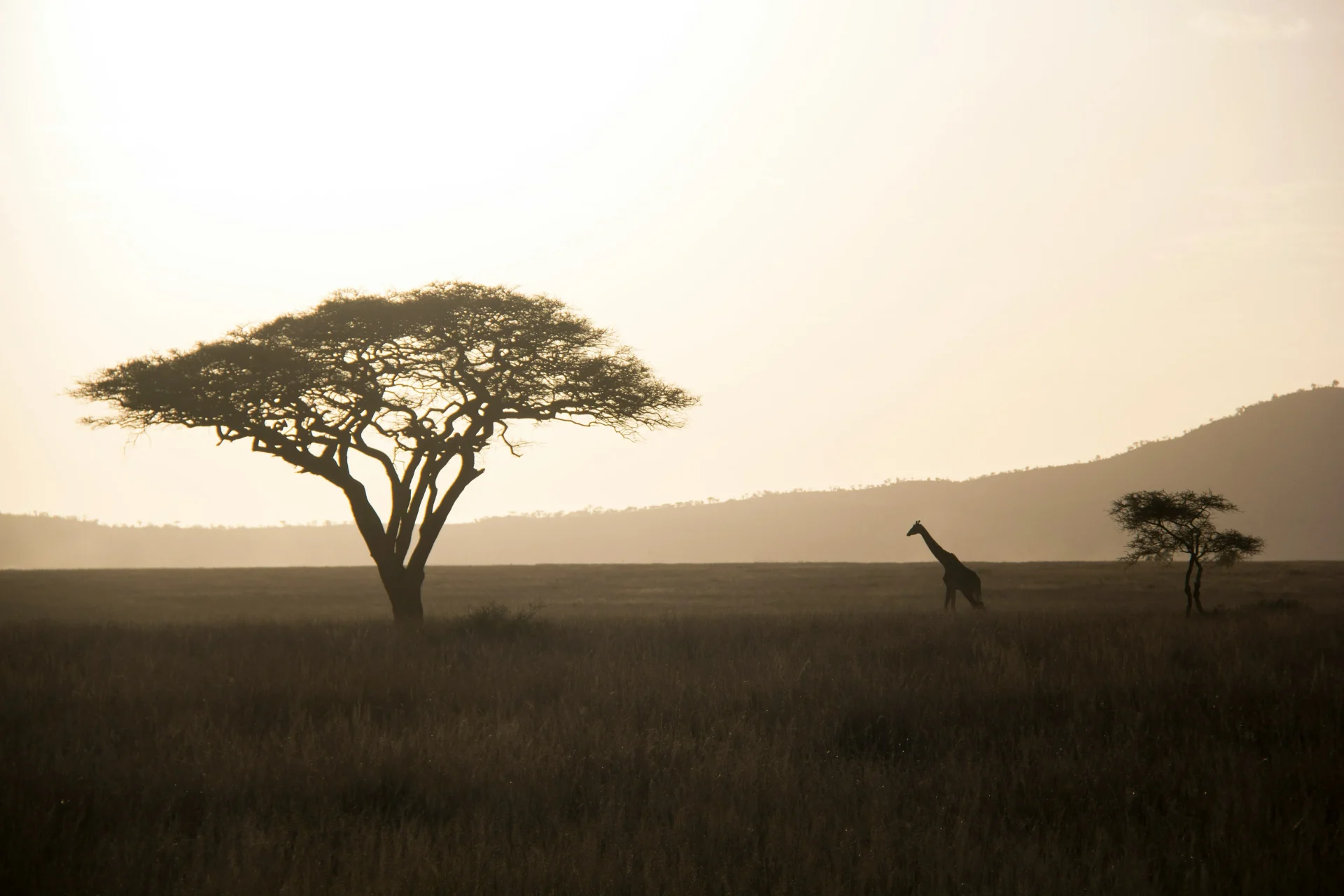 le destinazioni africane pi249 richieste nel 2025 per safari ed esperienze a contatto con la natura