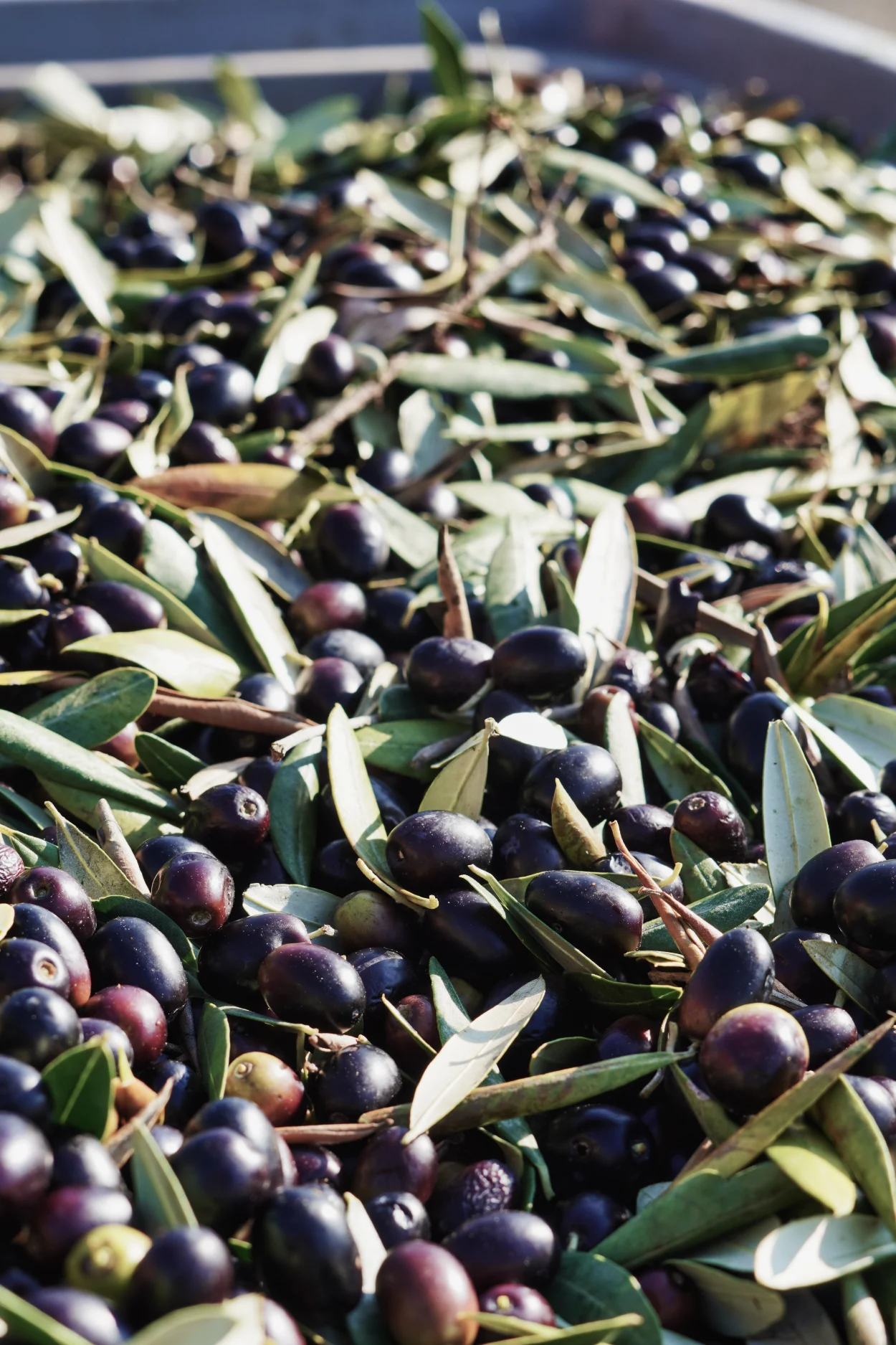 Frantoio Bonamini: la Festa dell’Olio 2025 tra innovazione, degustazioni e Val d’Illasi