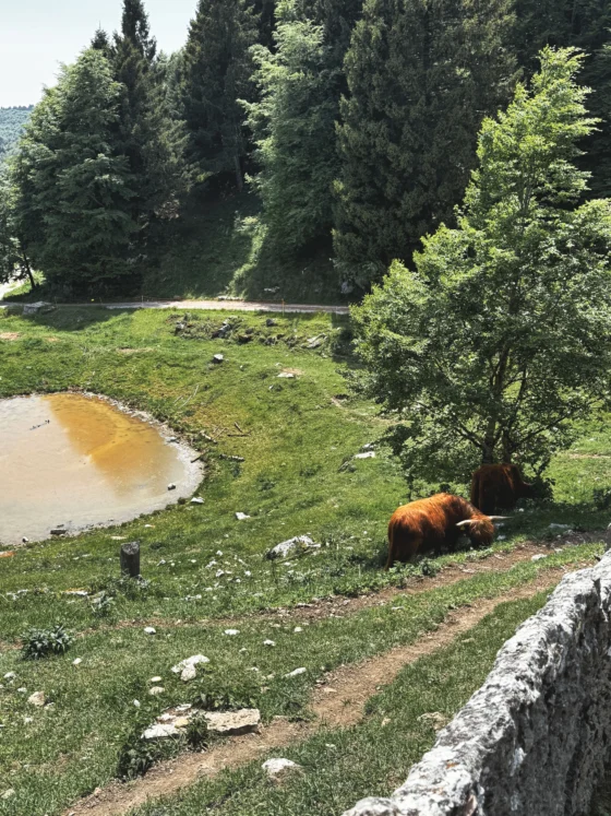 Malga Derocon